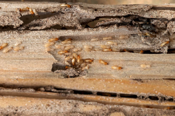 Best Ant Control Services  in South Dos Palos, CA